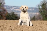 LABRADOR 605